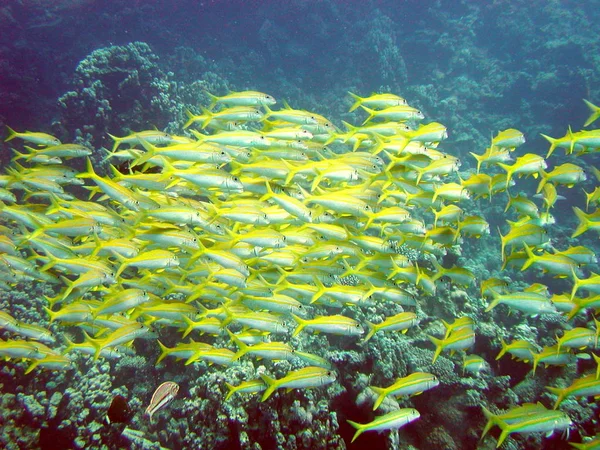 Carta Parati Tema Marino Scatto Luce Del Giorno — Foto Stock