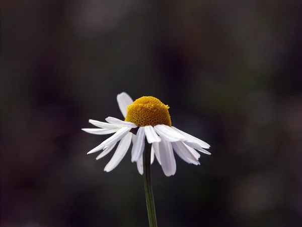 Camomila Arquivado Flores Flora Verão — Fotografia de Stock