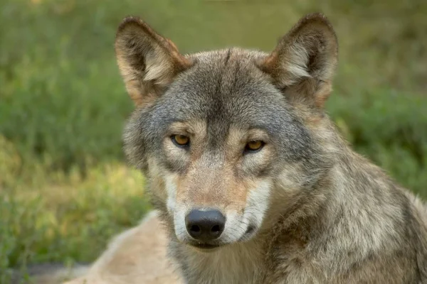 Just Gray Wolf Npicture Taken Last Summer Animal Park Nnikon —  Fotos de Stock