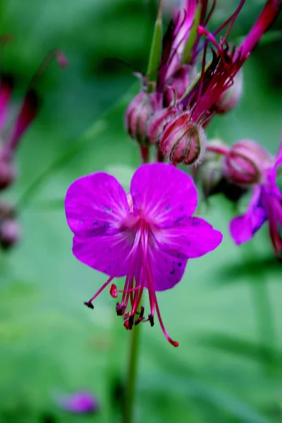 Kranichschnabel Violett Lila Blüten Blütenblätter Flora — Stockfoto