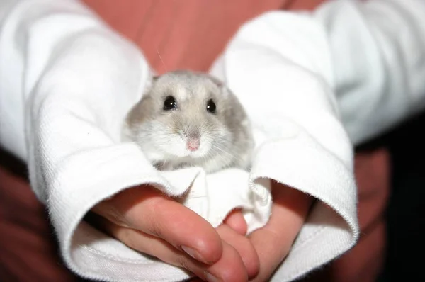 Fille Tenant Hamster Sur Les Mains — Photo