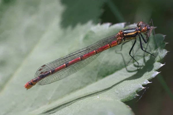 Böcek Yusufçuk Odonata Sinek — Stok fotoğraf