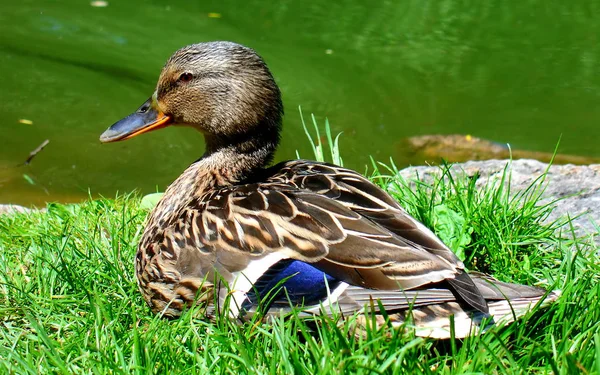 Malebný Pohled Krásného Ptáka Přírodě — Stock fotografie