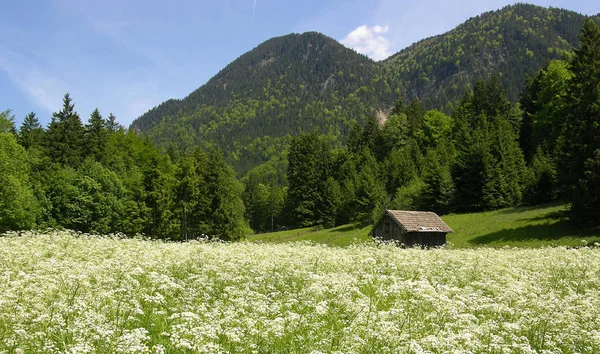 Güzel Alpler Manzarasının Manzarası — Stok fotoğraf