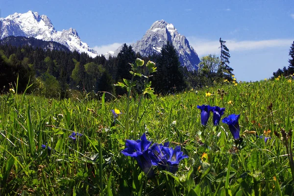 Alpejski Krajobraz Górski Kwiatami Błękitnym Niebem — Zdjęcie stockowe