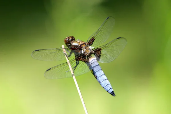 Plattbauch Libellula Depressa Nfamily Libellulidae Libellulidae Nsubordination Dragonfly Anisoptera — Stock fotografie