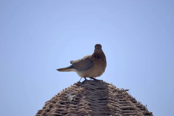 Scenic View Beautiful Bird Nature — Stock Photo, Image