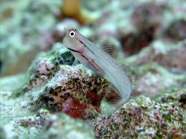 Подводная Флора Фауна Водный Мир — стоковое фото