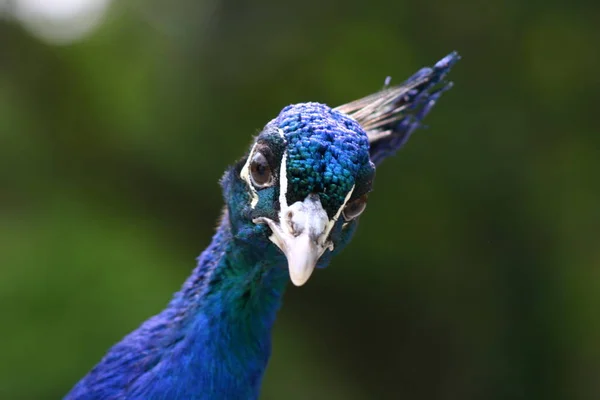 Pfauenvogel Bunte Federn — Stockfoto