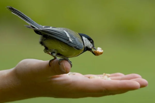 Piuliță Mită Acest Pițigoi Citit Scurtă Ședință Foto Nnikon Digital — Fotografie, imagine de stoc