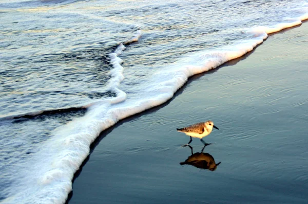 Está Ilha Wangerooge Surgiu — Fotografia de Stock