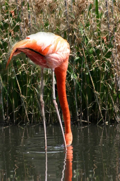 Aussichtsreiche Aussicht Auf Schöne Vögel Der Natur — Stockfoto