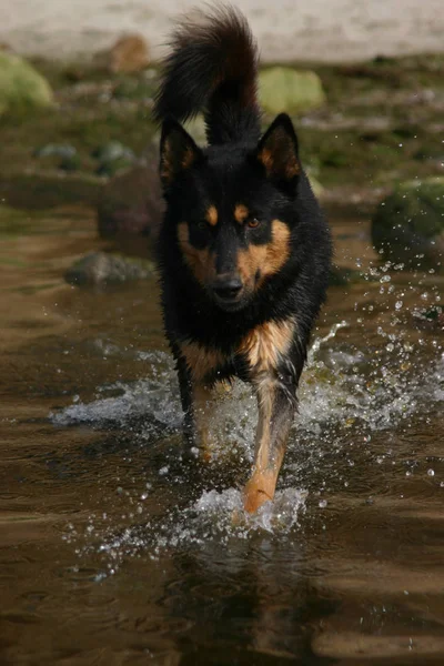 Ritratto Cane Carino — Foto Stock