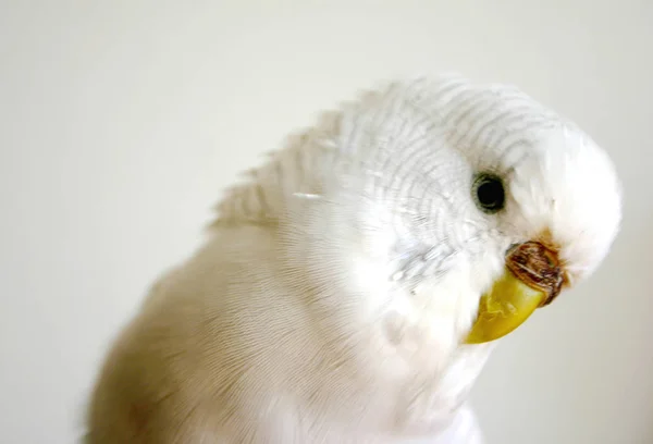 Pittoresco Colpo Uccello Scena All Aperto — Foto Stock