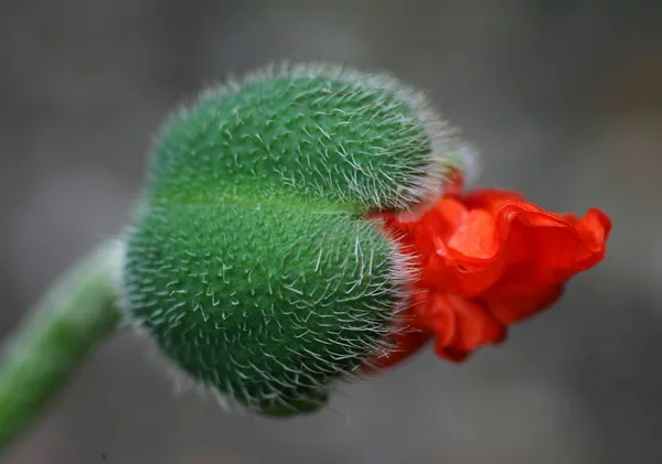 Vue Rapprochée Belles Fleurs Pavot Sauvage — Photo