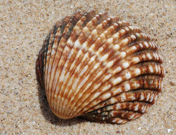 Shell Nella Sabbia — Foto Stock