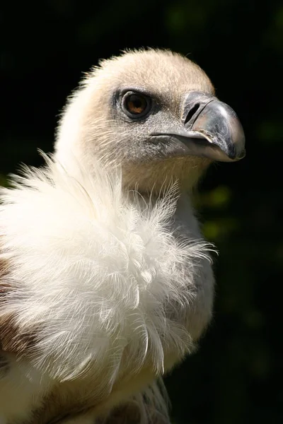 Image Shows Griffon Vulture Gyps Fulvus Magnificent Large Animal Found — Stock Photo, Image