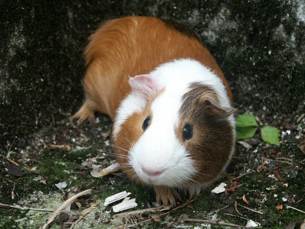 Animales Diferentes Enfoque Selectivo — Foto de Stock