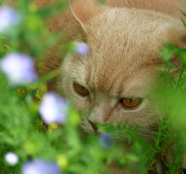 Speels Grappig Kat Dier Huisdier Concept — Stockfoto