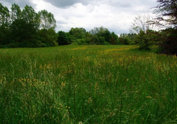 Letnia Łąka Flora Aktach — Zdjęcie stockowe