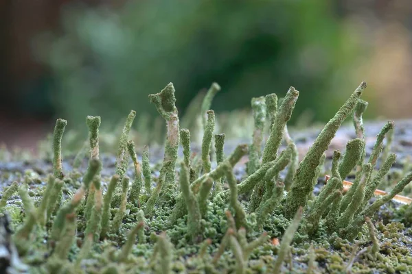 Coltivazione Funghi Nella Foresta Sfondo Naturale — Foto Stock