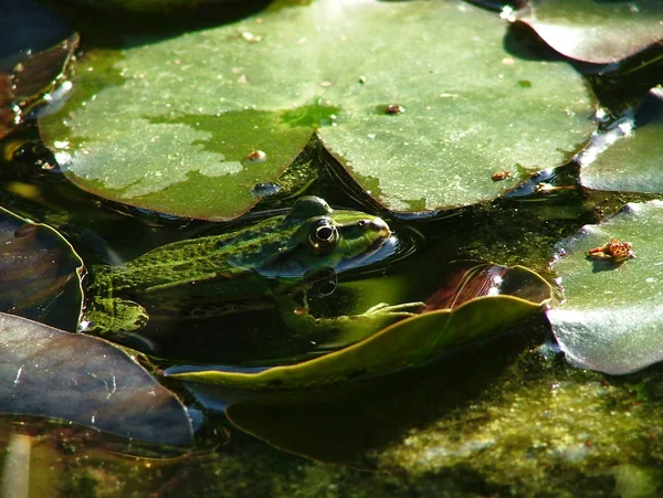 トッド 爬虫類カエル両生類 — ストック写真