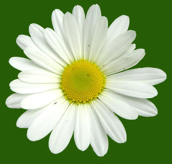 Vackra Blommor Blommigt Koncept Natur Bakgrund — Stockfoto