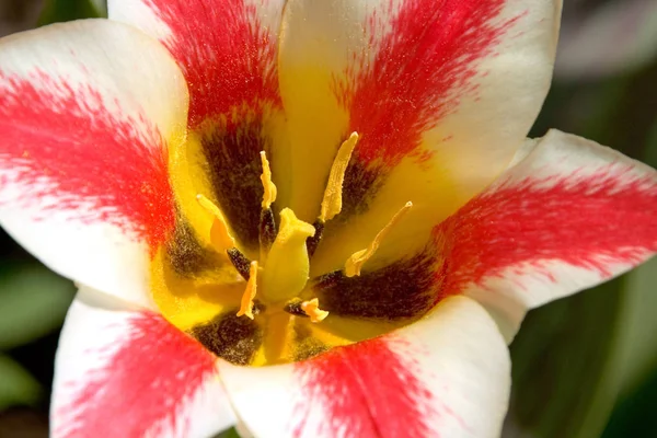 Scenic View Beautiful Tulip Flower — Stock Photo, Image