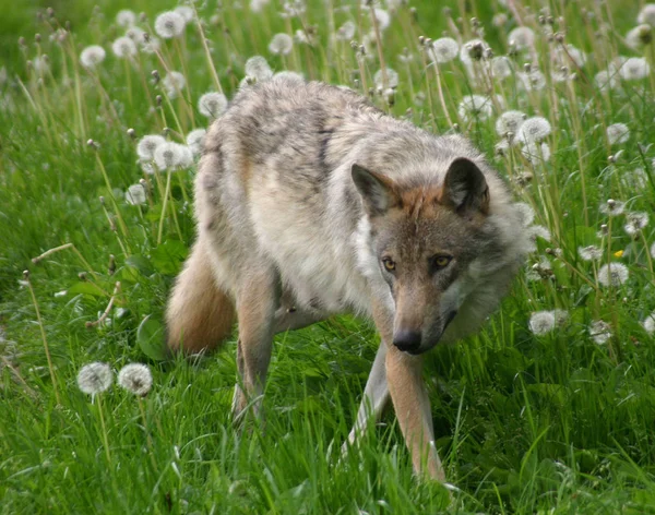 Have Taken Grim Fellows Tierpark Sababurg — Foto de Stock