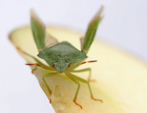 Primo Piano Bug Natura Selvaggia — Foto Stock