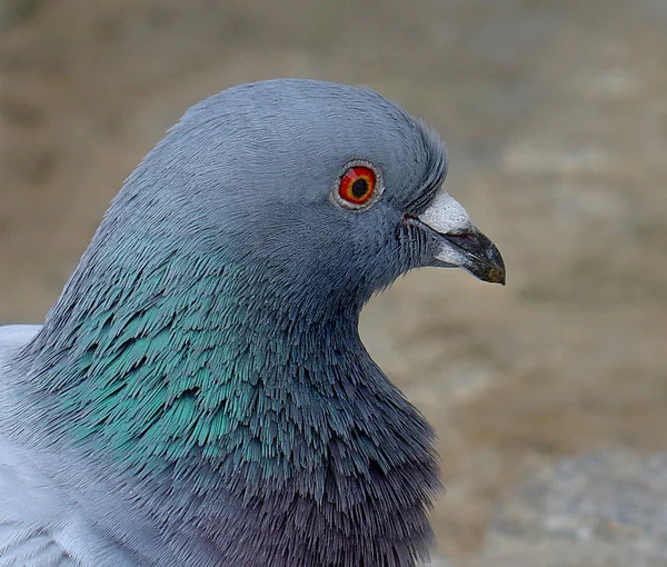 Vacker Utsikt Över Majestätisk Skallig Örn Vild Natur — Stockfoto