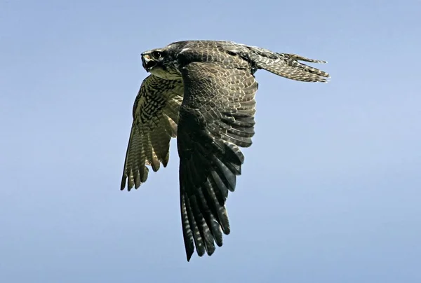 Plan Pittoresque Oiseau Dans Scène Extérieure — Photo