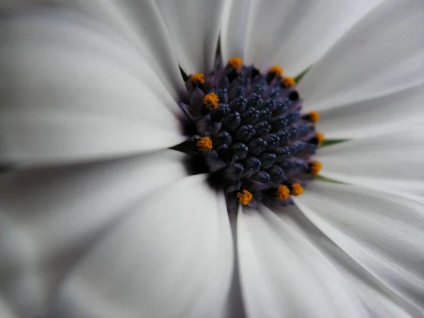 Belle Fleur Fleurs Fond Concept Nature — Photo