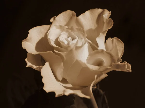 Blühen Rosenblütenblätter — Stockfoto