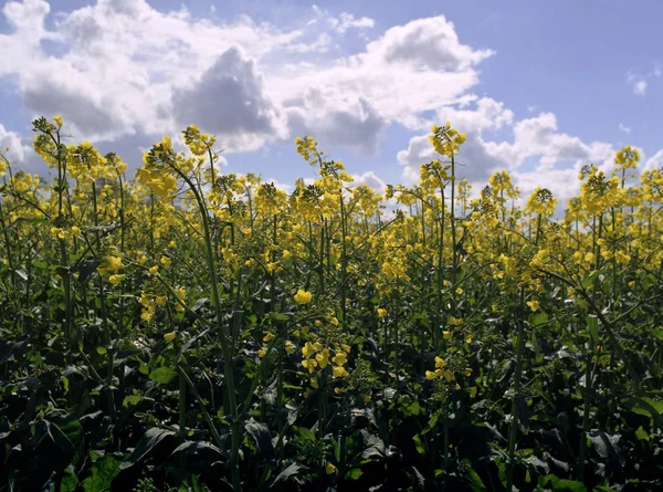 Schöne Blumen Blumiges Konzept Hintergrund — Stockfoto