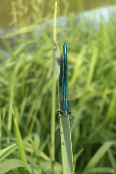 Insect Dragonfly Odonata Fly — Stock Photo, Image