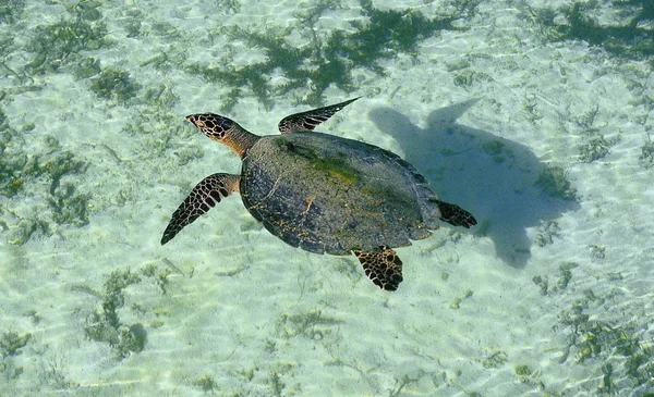 Tartaruga Tropicale Animale Rettile — Foto Stock