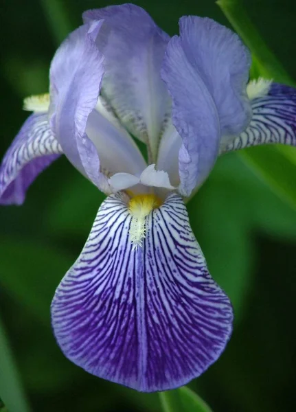 Scherlilie Reihe Blumen — Stockfoto