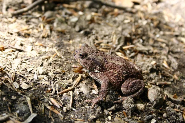 Rana Animal Anfibio Ensalada — Foto de Stock