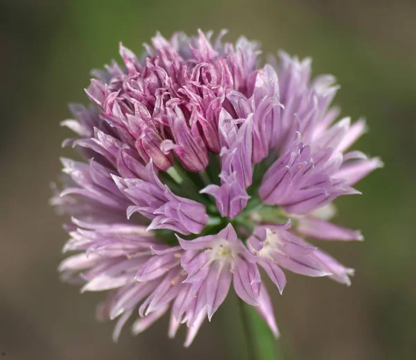 Violett Eine Schöne Versuchung — Stockfoto