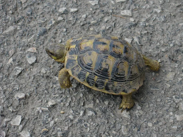 Wir Trafen Uns Auf Einer Landstraße Und Gewannen Vertrauen — Stockfoto