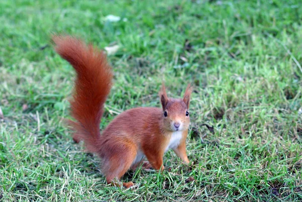 Squirrel animal in nature, fluffy squirrel