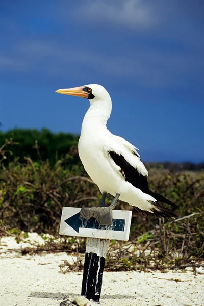 Enmascarado Las Islas Galápagos — Foto de Stock