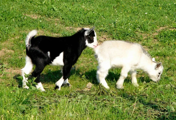 Weet Zeer Provocerende Titel Maar Het Hier Dat Het Waar — Stockfoto