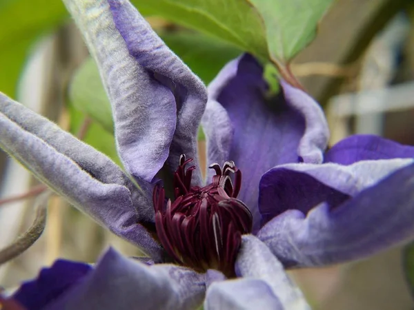 Флора Пелюстки Квітів Рослина Ботаніки — стокове фото