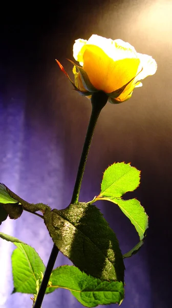 Bellissimi Fiori Concetto Floreale Sfondo Naturale — Foto Stock