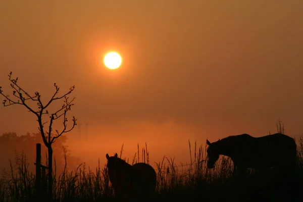 Idílico Por Mañana Campo — Foto de Stock