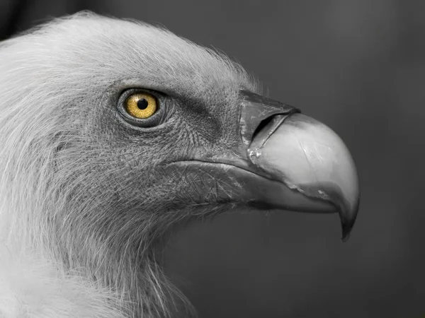 Vista Panoramica Bellissimo Uccello Grifone — Foto Stock