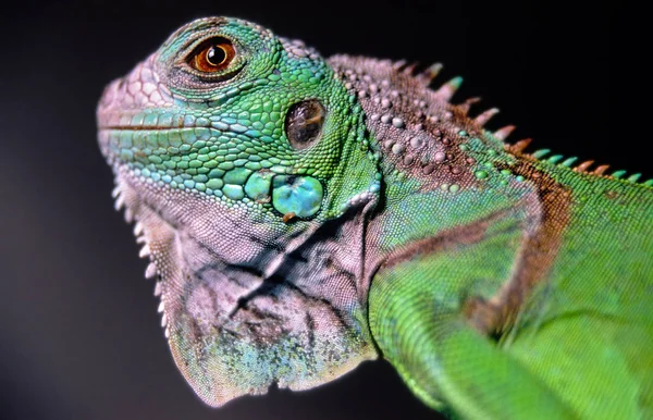 Jaszczurka Iguana Drapieżnik Zwierzę — Zdjęcie stockowe