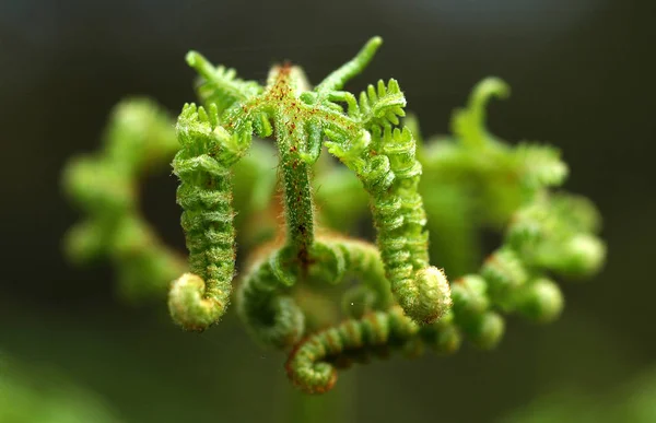 Krásný Botanický Záběr Přírodní Tapety — Stock fotografie